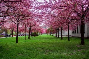 Winter Gardening Tips