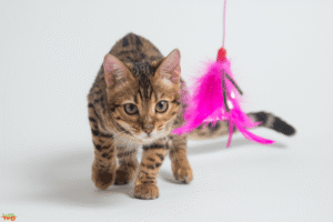 The Bengal Cat Adventure: Embracing the Wild at Home Bengal Cat