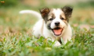 Why Choose Natural Supplements for Your Puppy’s Diet? Natural Supplements - Puppy Diet