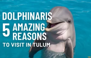 Dolphinaris