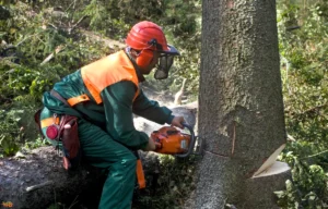 The Importance of Professional Tree Removal Services Tree Removal Services