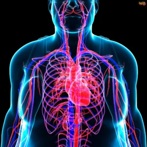 Vein Health