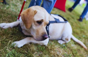 Emotional Support Dogs