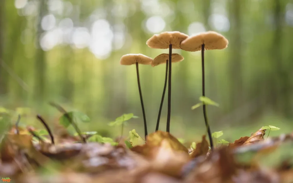 Magic Mushroom Gummies