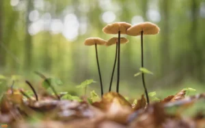 Magic Mushroom Gummies: A Convenient and Discreet Way to Explore Psychedelics Magic Mushroom Gummies