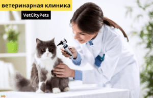 Ветеринарная клиника VetCityPets