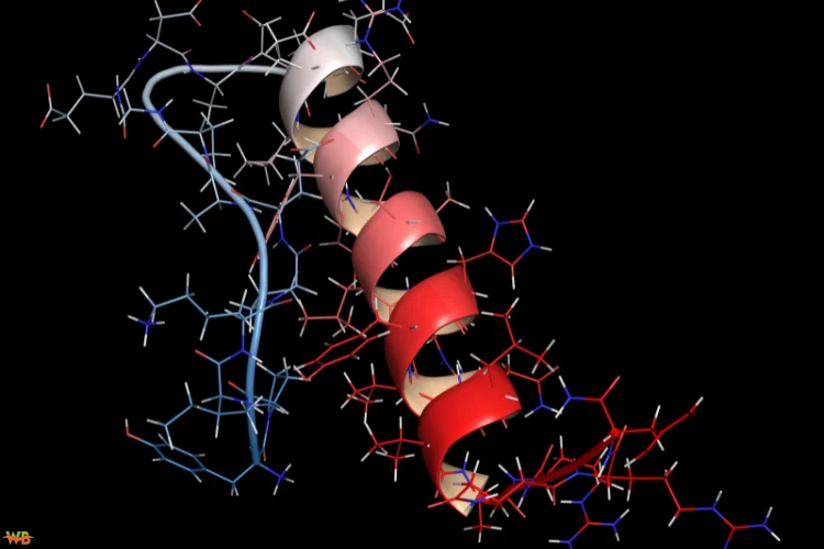 Key Differences Between Peptides and Proteins