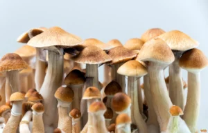 Psilocybin Microdosing Treatment: Comprehensive Guide from Jasper Park microdosing