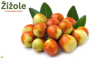 Žižole: The Ultimate Guide to Its Benefits and Uses Žižole
