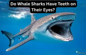 Whale shark swimming gracefully in the ocean with the text 'Do whale sharks have teeth on their eyes?' highlighting the myth.