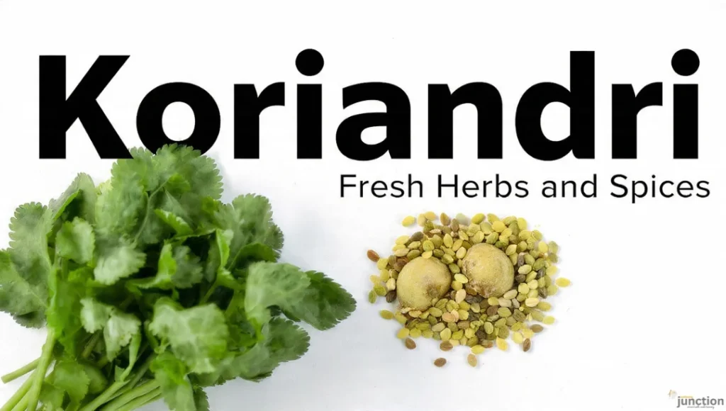 Koriandri fresh cilantro leaves and coriander seeds displayed on a white background.