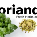 Koriandri fresh cilantro leaves and coriander seeds displayed on a white background.