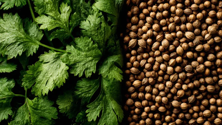 Koriandri showing fresh cilantro leaves and coriander seeds side by side.